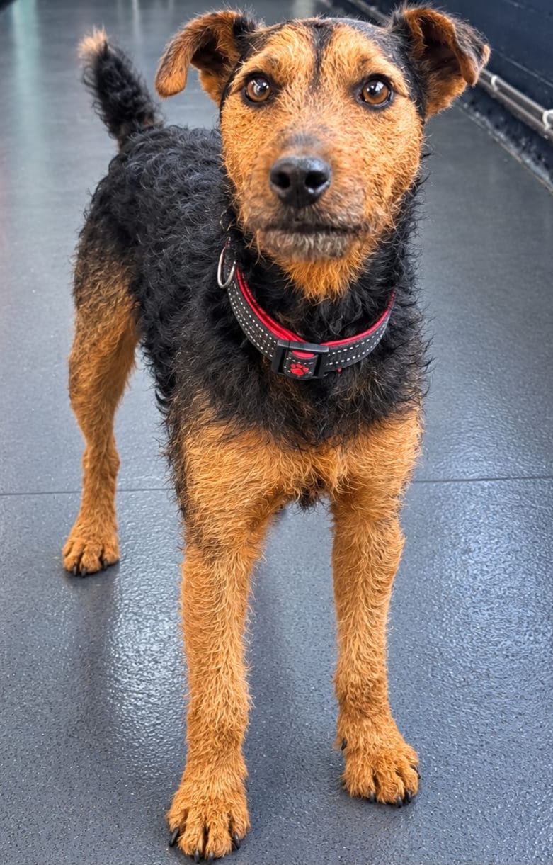 Adoptable dog at Pennine Pen Animal Rescue in Manchester, UK