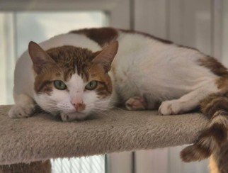 Adoptable cat at Pennine Pen Animal Rescue in Manchester, UK