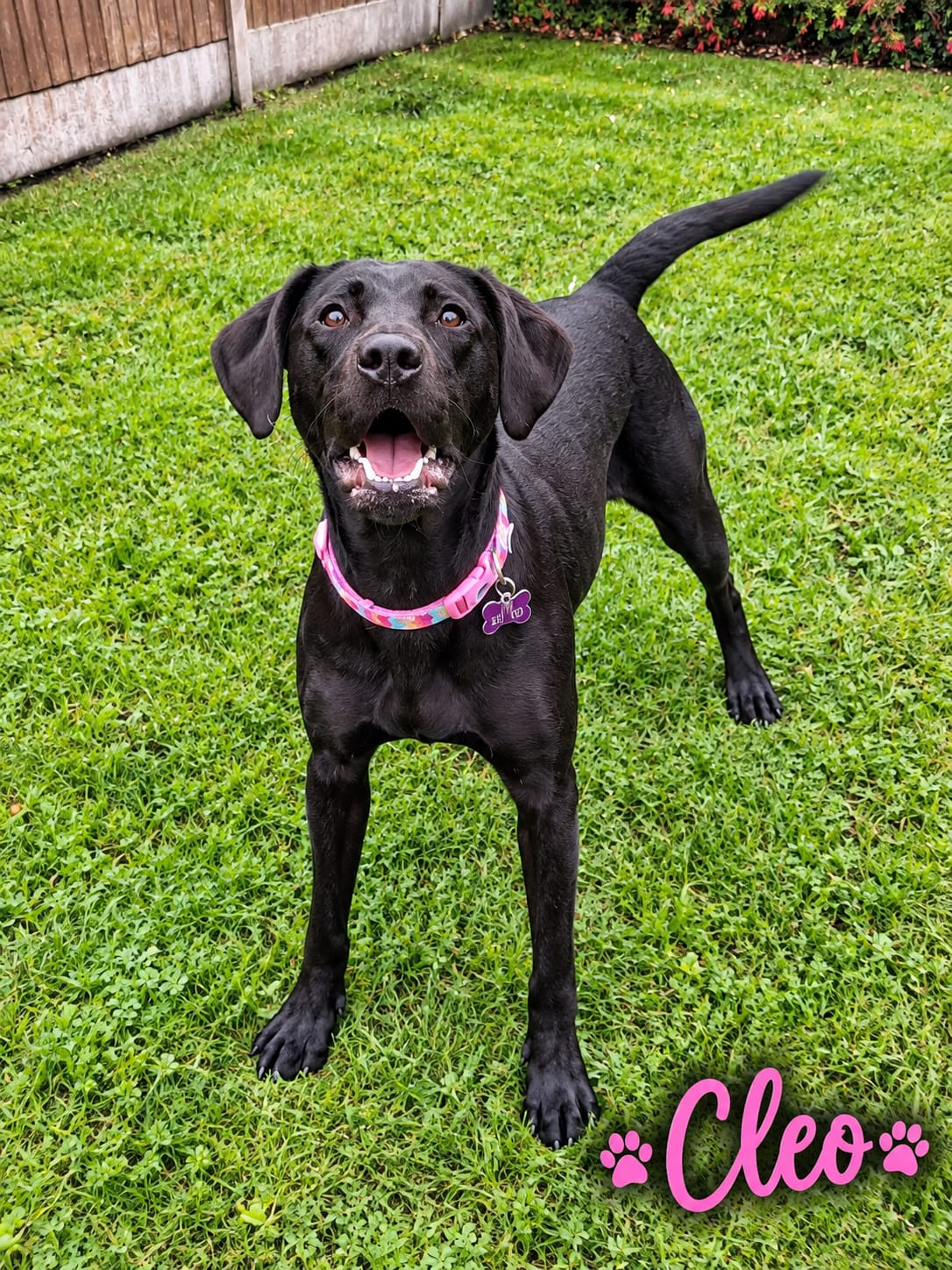 Adoptable dog at Pennine Pen Animal Rescue in Manchester, UK