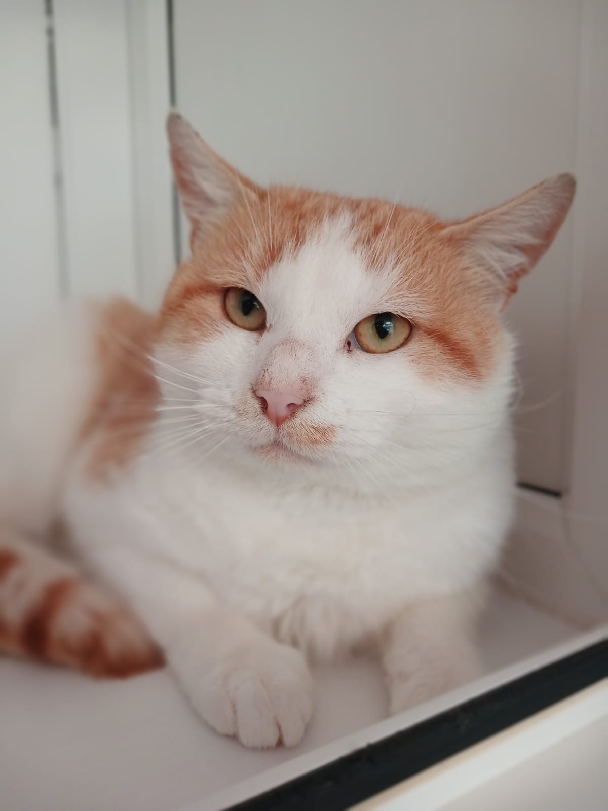 Adoptable cat at Pennine Pen Animal Rescue in Manchester, UK