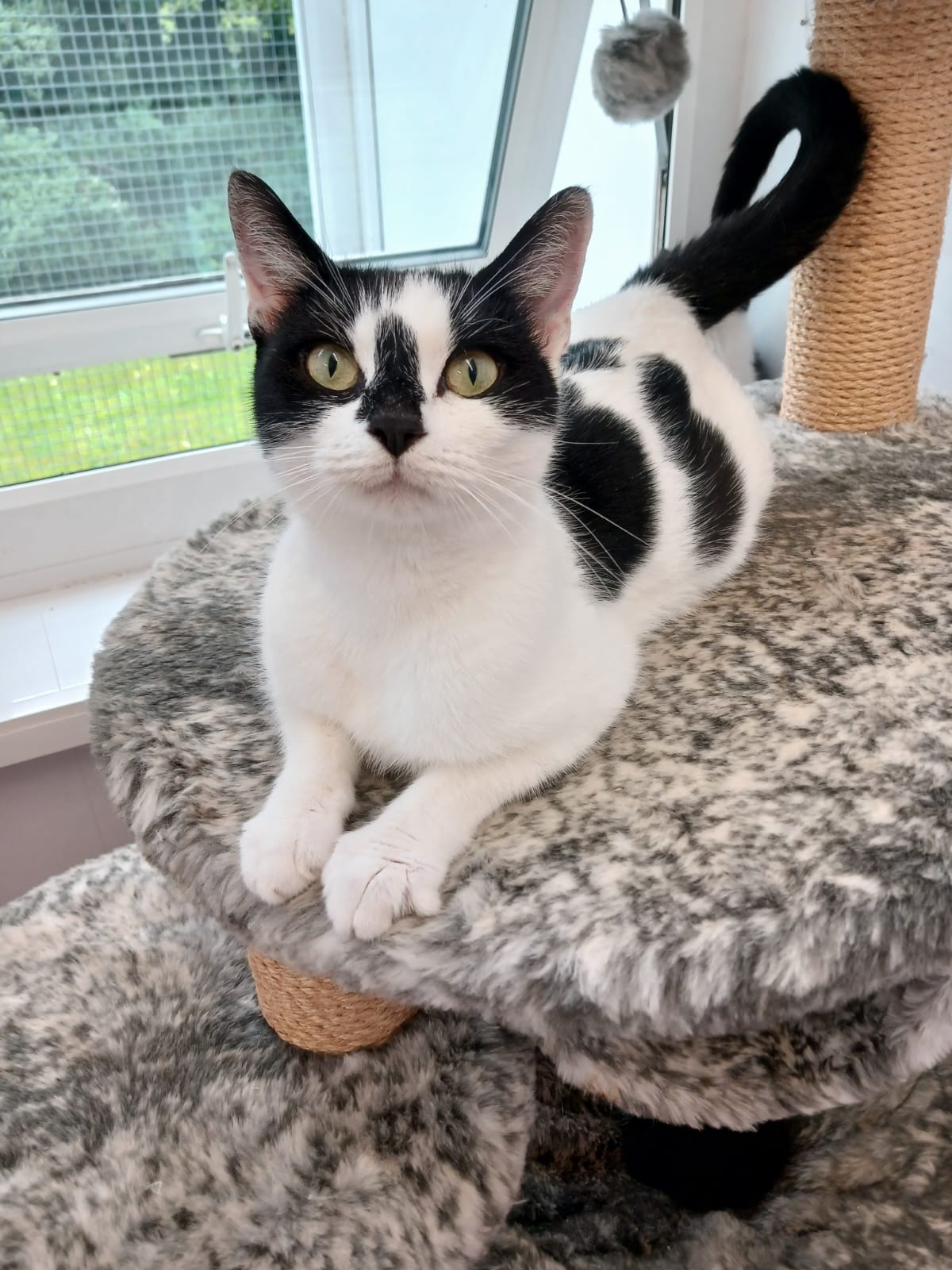 Adoptable cat at Pennine Pen Animal Rescue in Manchester, UK