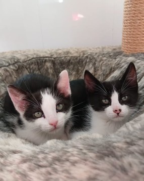 Adoptable cat at Pennine Pen Animal Rescue in Manchester, UK