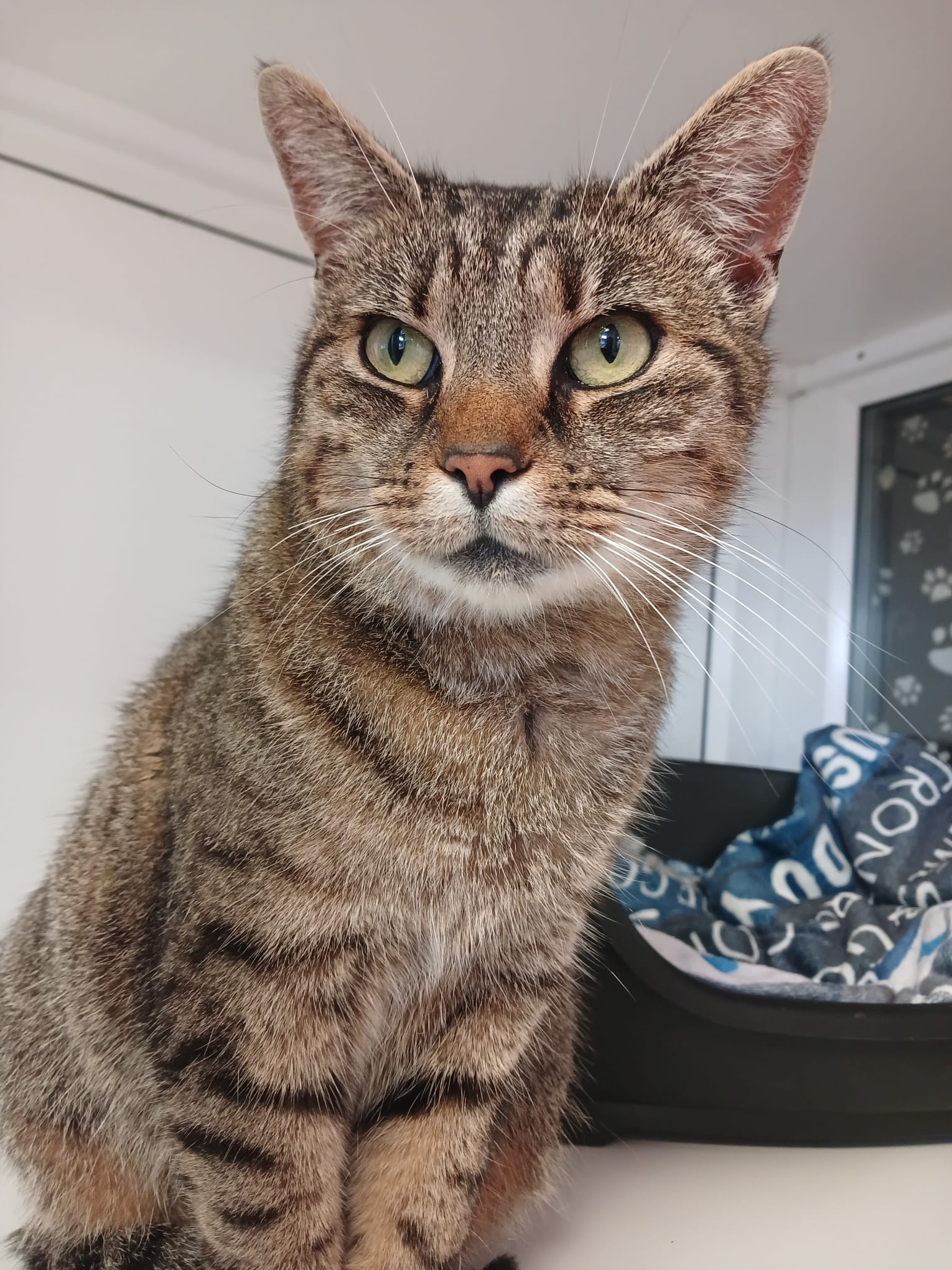 Adoptable cat at Pennine Pen Animal Rescue in Manchester, UK