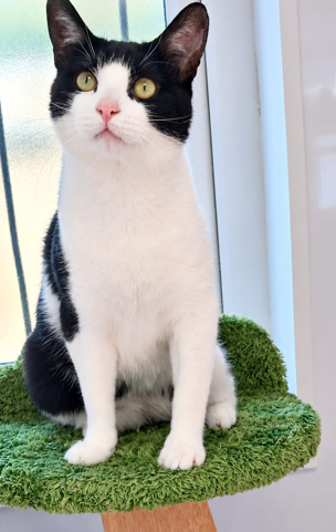 Adoptable cat at Pennine Pen Animal Rescue in Manchester, UK