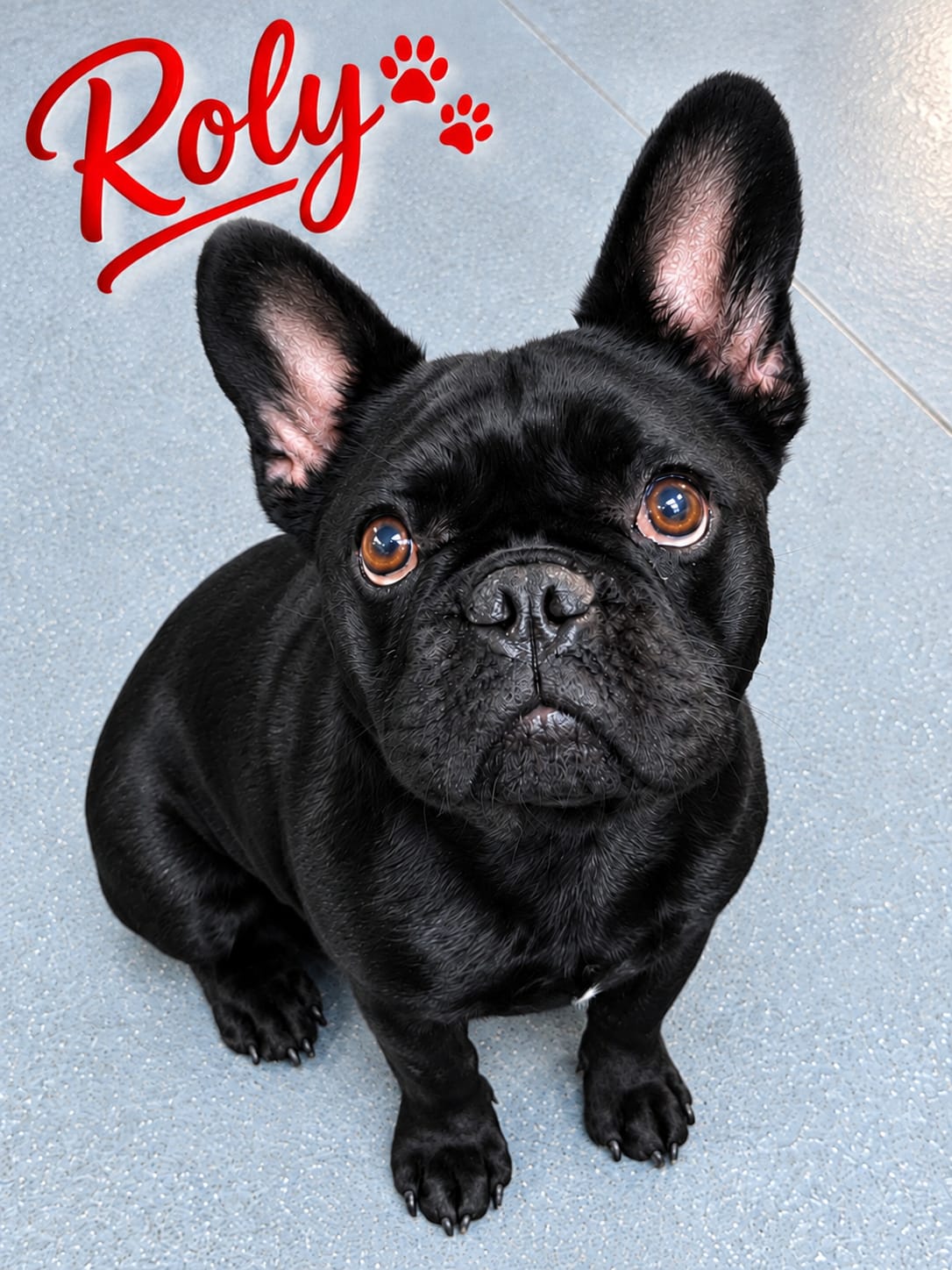 Adoptable dog at Pennine Pen Animal Rescue in Manchester, UK