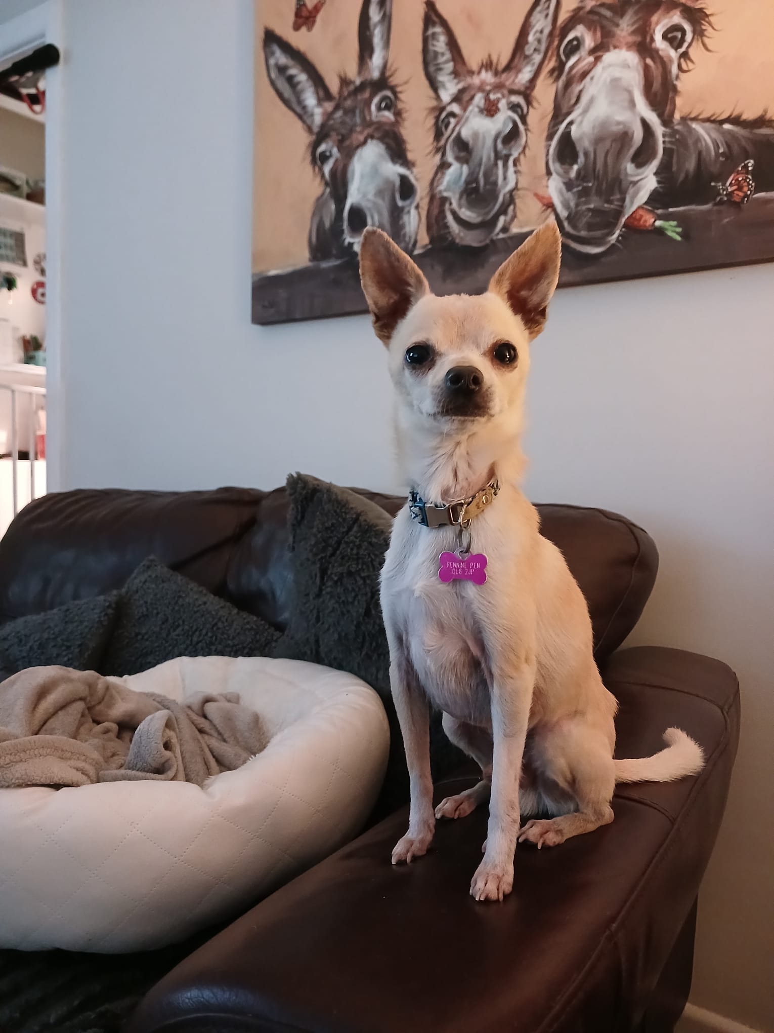 Adoptable dog at Pennine Pen Animal Rescue in Manchester, UK